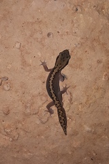 Diplodactylus vittatus
