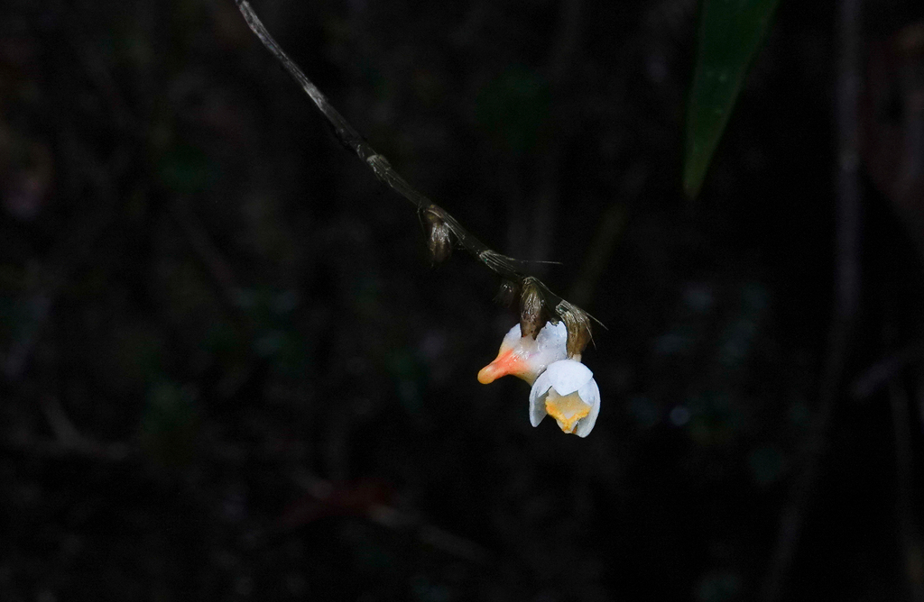 Dendrobium cymbulipes