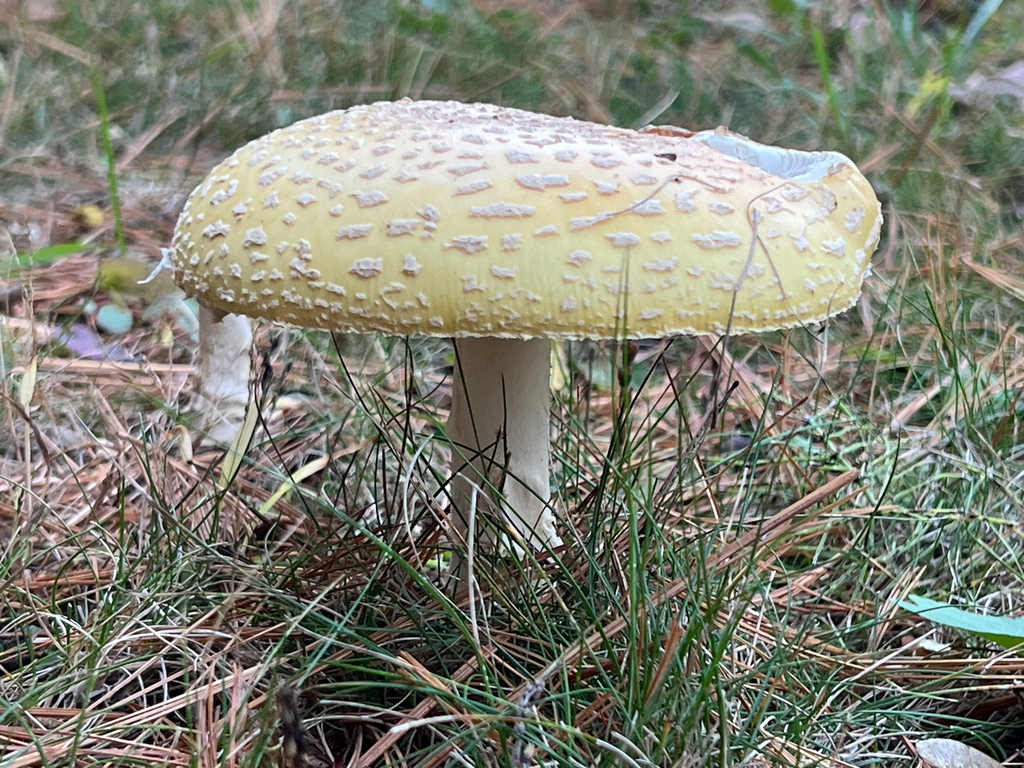 American Yellow Fly Agaric