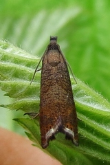 Dichrorampha plumbana