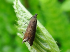 Dichrorampha plumbana