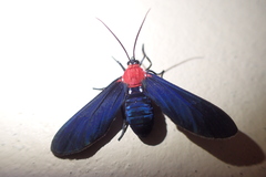 Psoloptera thoracica