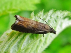 Dichrorampha plumbana