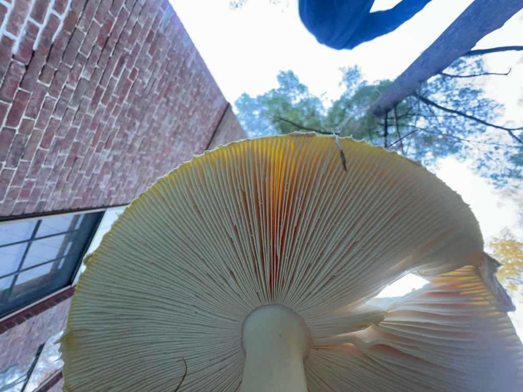 American Yellow Fly Agaric