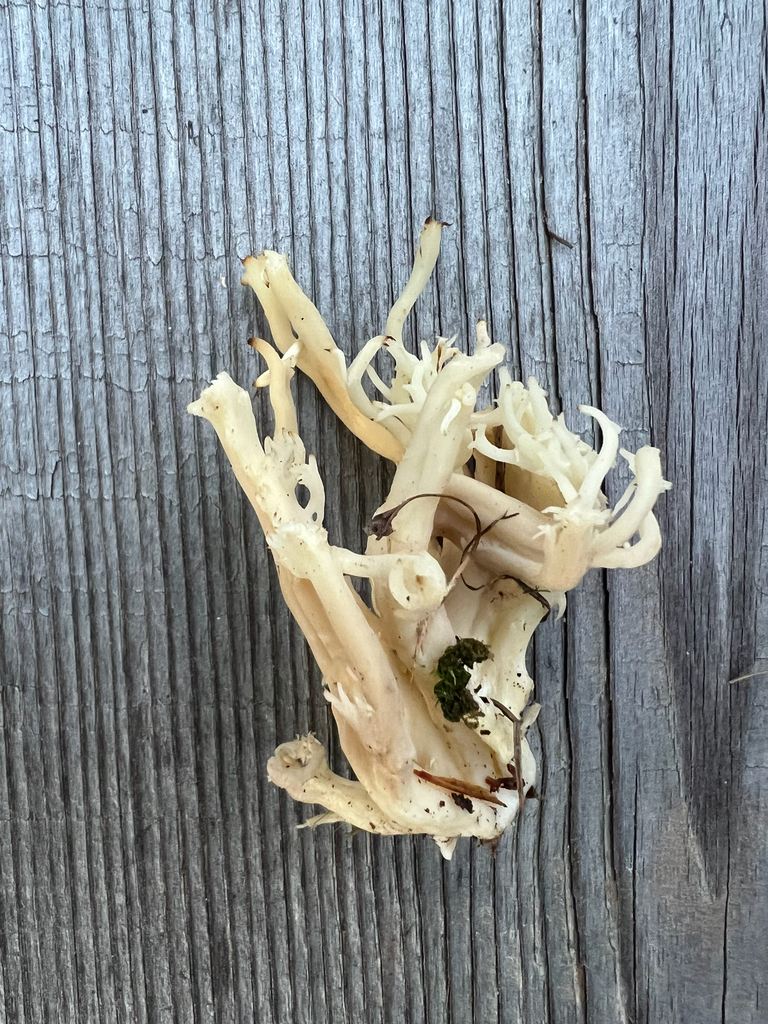 White Coral Fungus