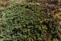 Dracophyllum prostratum