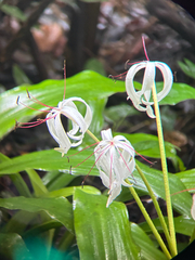 Crinum erubescens, photograph (c) Emma, some rights reserved (CC BY)