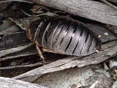 Euzosteria subreflexa