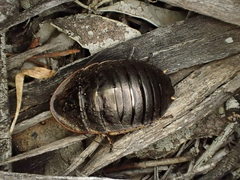 Euzosteria subreflexa