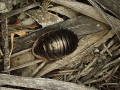 Euzosteria subreflexa