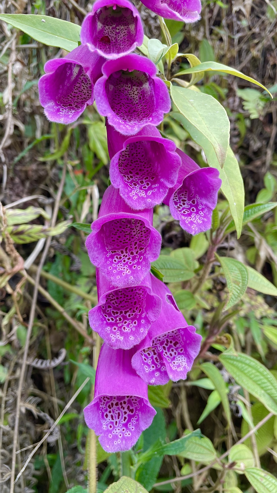 Digitalis purpurea
