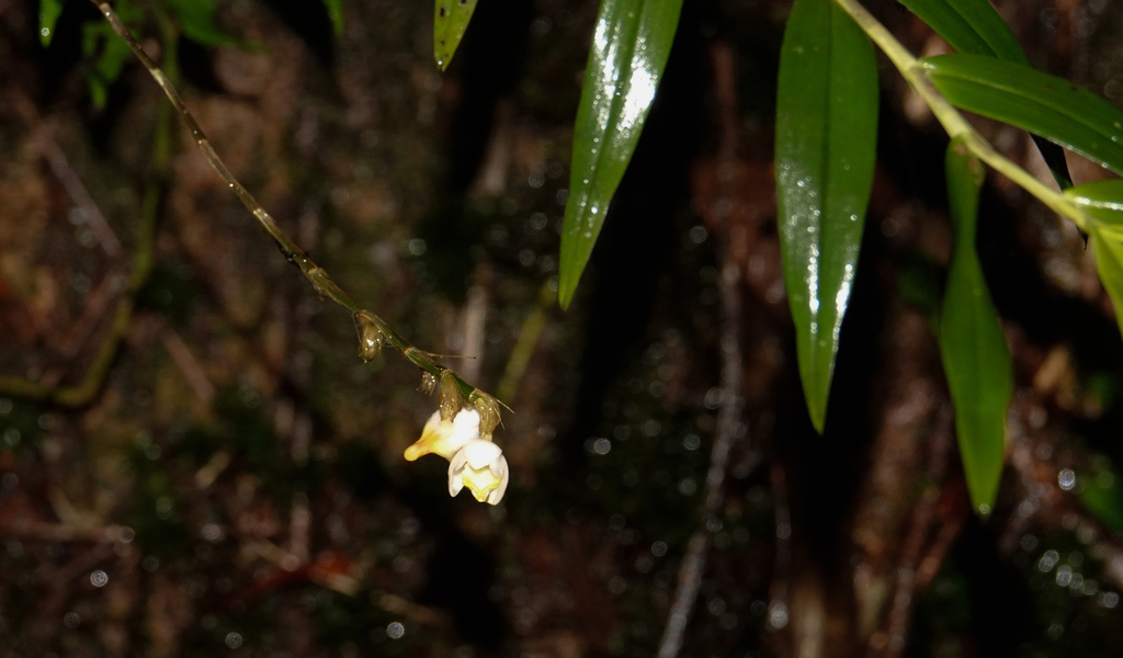 Dendrobium cymbulipes J.J.Sm. 3
