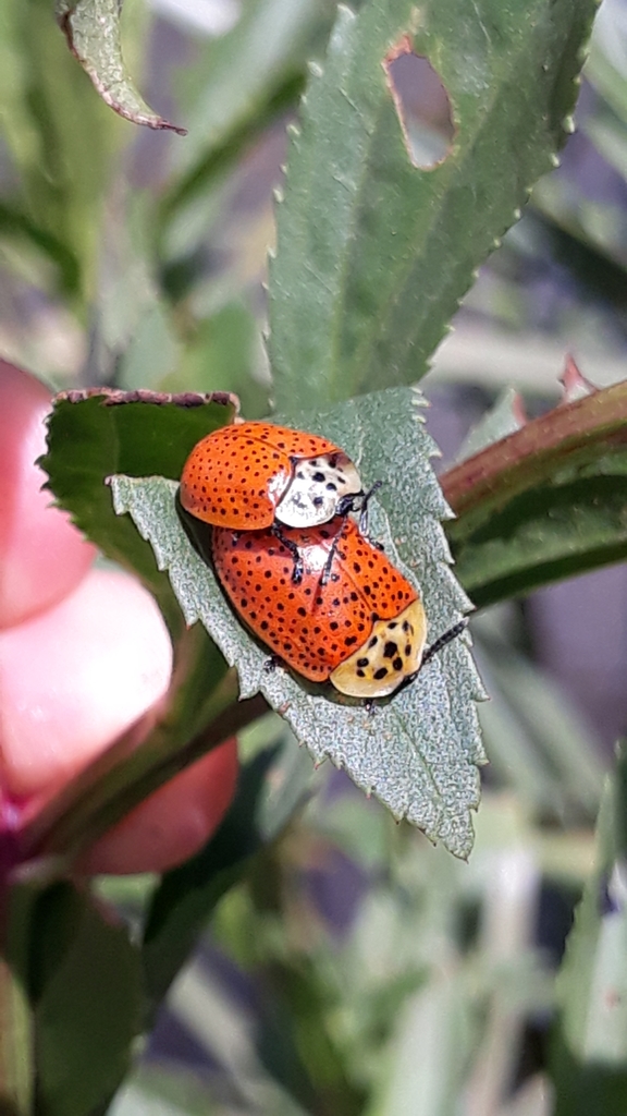Anacassis cribrum
