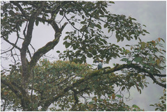 Andigena nigrirostris