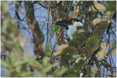 Andigena nigrirostris