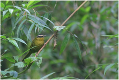 Kleinothraupis atropileus