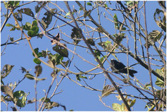 Conirostrum albifrons