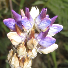 Lupinus pratensis