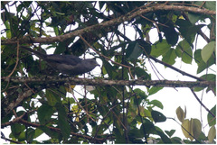 Lipaugus fuscocinereus