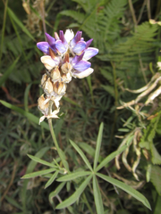 Lupinus pratensis
