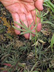 Lupinus pratensis