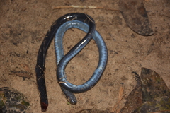 Mertens' Caecilian photo 1