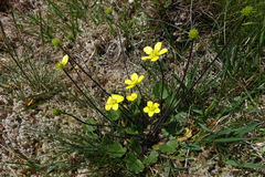 Ranunculus multiscapus