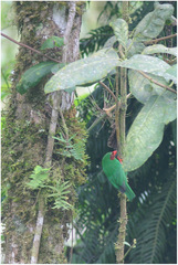 Chlorornis riefferii