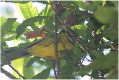 Cnemoscopus rubrirostris