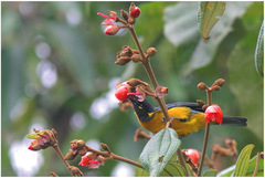 Anisognathus lacrymosus