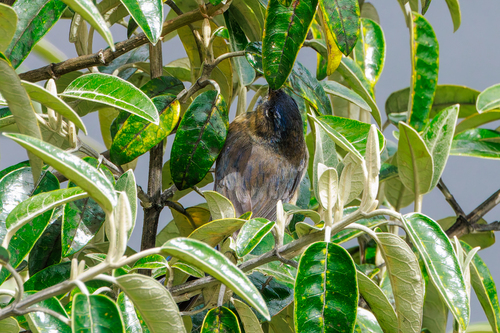 Tit-like Dacnis (Xenodacnis parina), photo 4