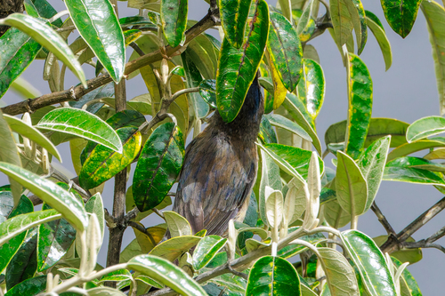 Tit-like Dacnis (Xenodacnis parina), photo 5