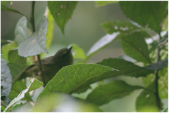 Sphenopsis frontalis