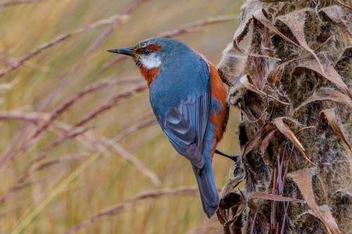Giant Conebill (Conirostrum binghami), photo 2