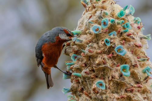 Giant Conebill (Conirostrum binghami), photo 3