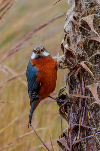 Giant Conebill (Conirostrum binghami), photo 10