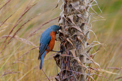 Giant Conebill (Conirostrum binghami), photo 9
