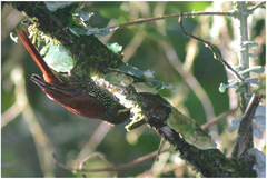 Margarornis squamiger