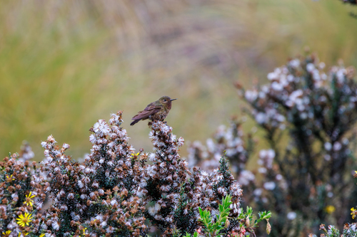 Violet-throated Metaltail (Metallura baroni), photo 6