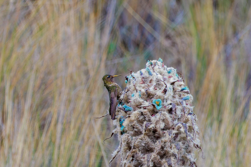 Violet-throated Metaltail (Metallura baroni), photo 5