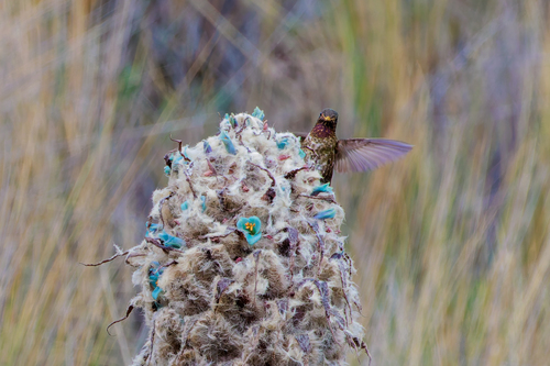 Violet-throated Metaltail (Metallura baroni), photo 3