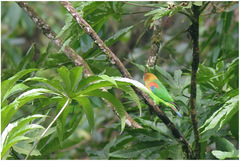 Hapalopsittaca amazonina
