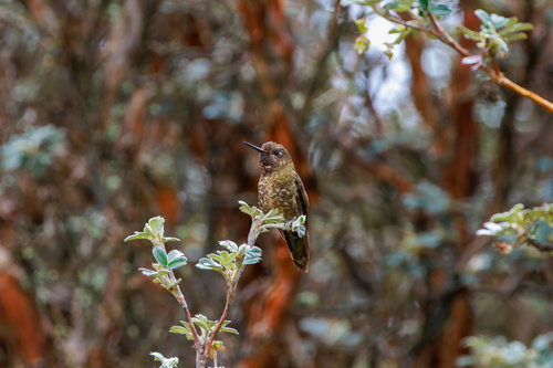 Violet-throated Metaltail (Metallura baroni), photo 2