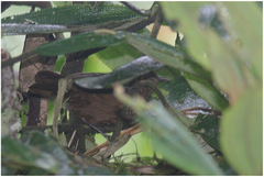 Cinnycerthia olivascens