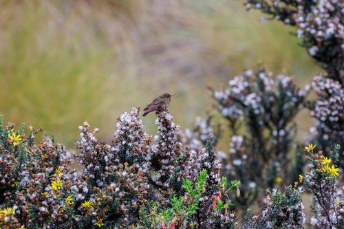 Violet-throated Metaltail (Metallura baroni), photo 7
