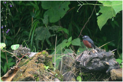 Ochthoeca cinnamomeiventris