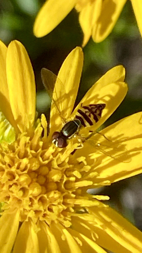 Unknown species found near Diehl Rd, Cincinnati, OH, US