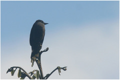 Myiotheretes fumigatus