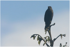 Myiotheretes fumigatus