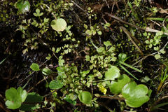 Ranunculus ternatifolius